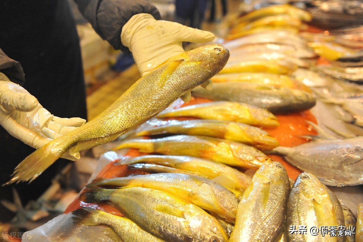 渔民一网喜提970万元大黄鱼,一夜致富之后,专家提醒捕捞应适度