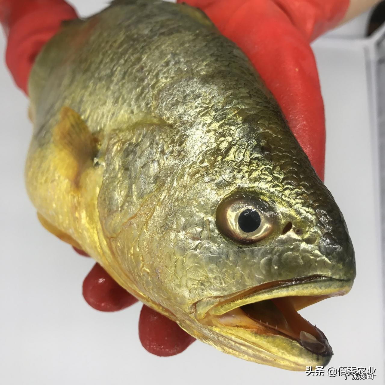 渔民一网喜提970万元大黄鱼,一夜致富之后,专家提醒捕捞应适度