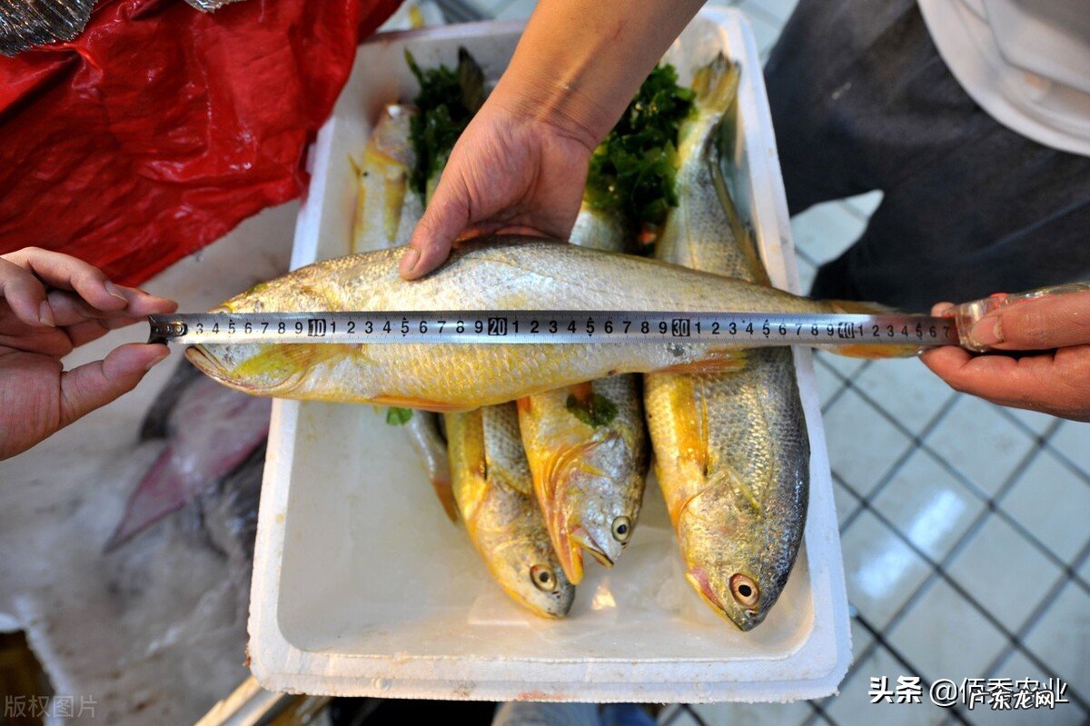 渔民一网喜提970万元大黄鱼,一夜致富之后,专家提醒捕捞应适度