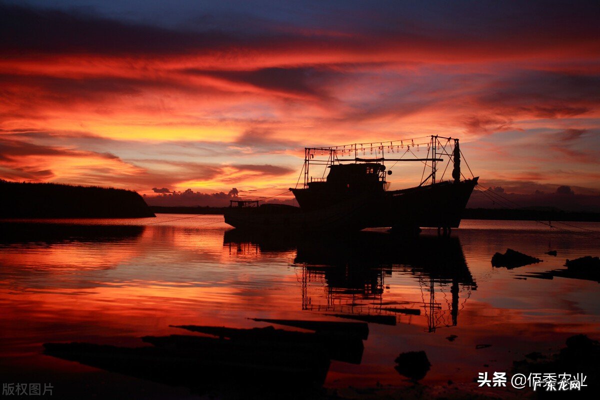 渔民一网喜提970万元大黄鱼,一夜致富之后,专家提醒捕捞应适度