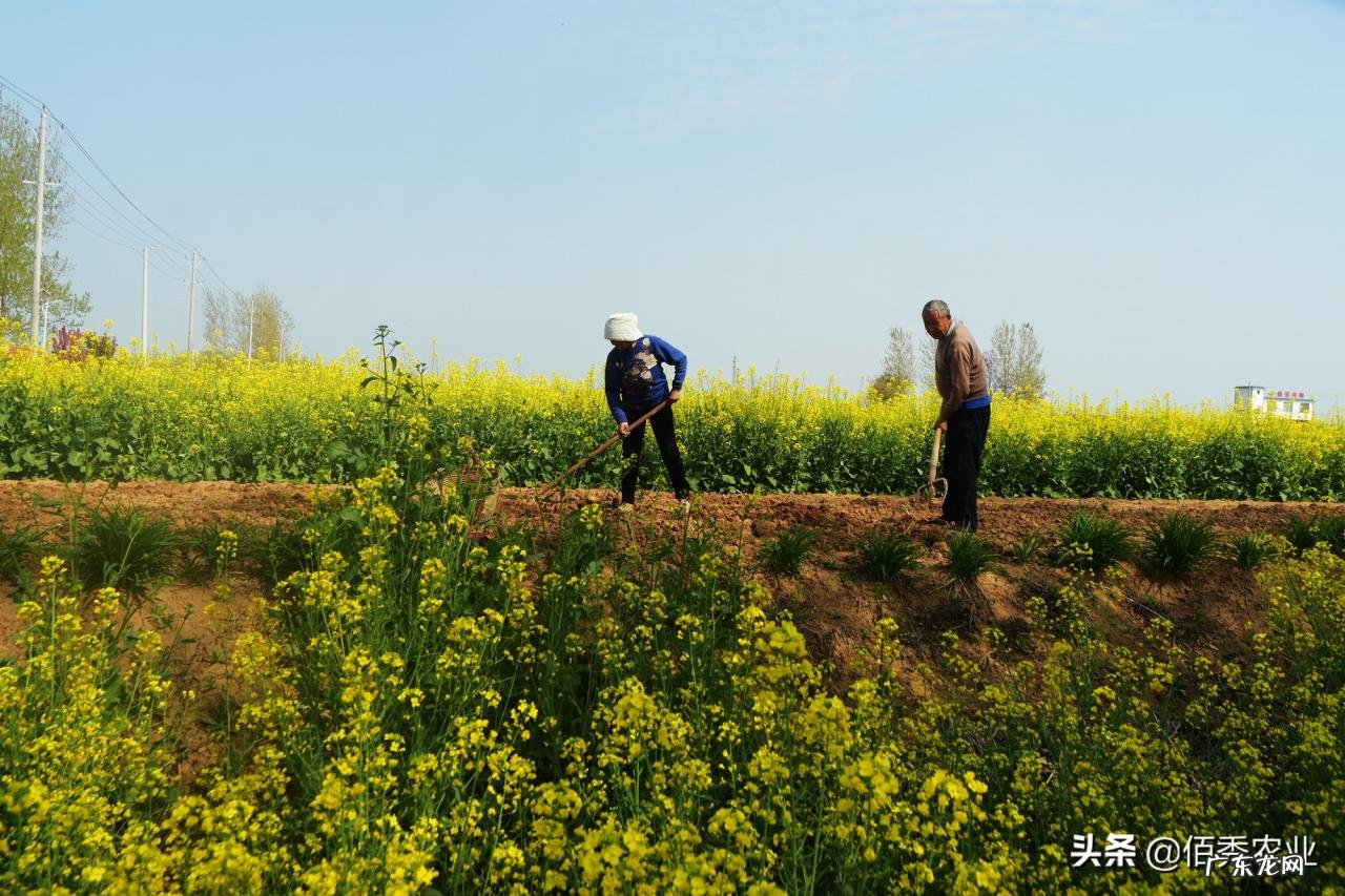今年春耕化肥依旧高价,会影响农民种植积极性吗?这个问题咋解决