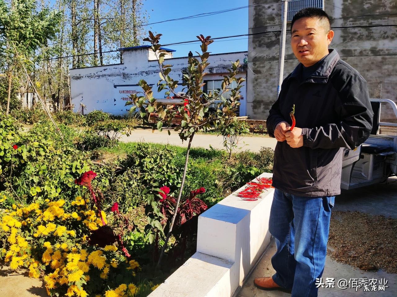 临近春节，猪价不升反降，是什么原因所致，年底还会上涨吗？