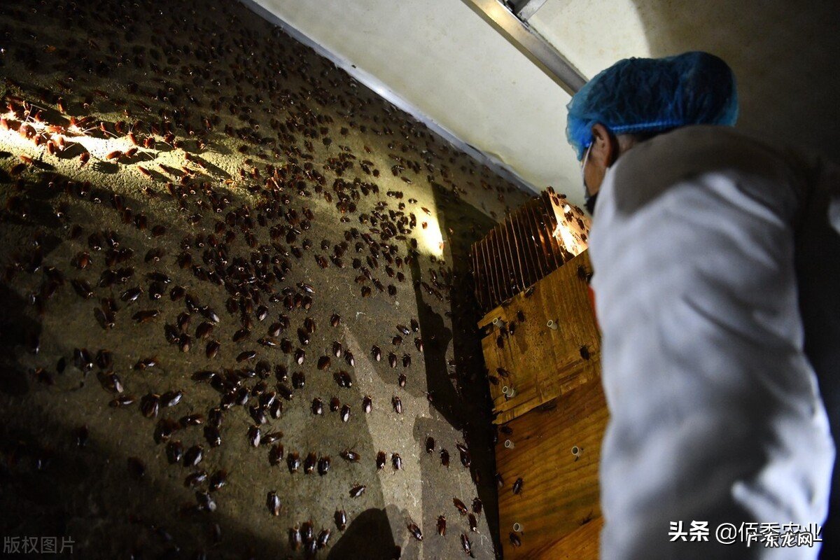 从人人喊打到变身“环保卫士”和“药神”,农民养殖蟑螂有前途吗