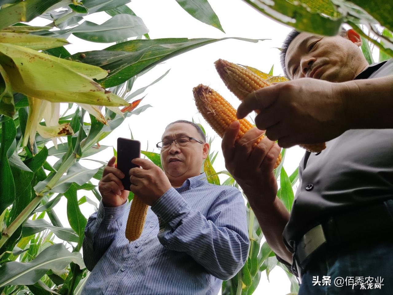 粮食可以人工合成吗？专家：已取得重大突破，离实际应用还很遥远