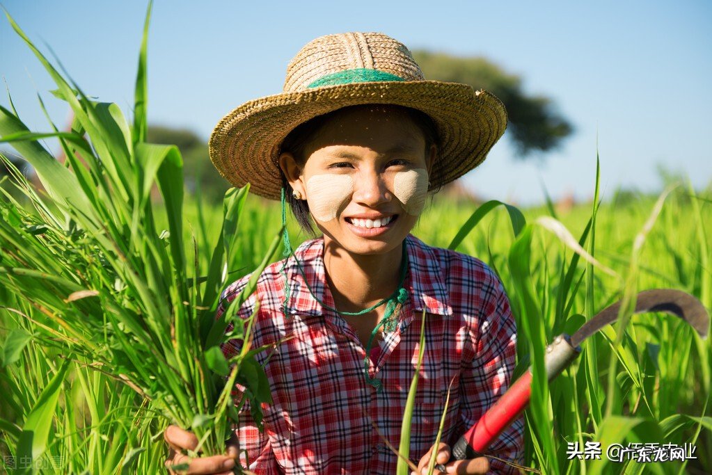 豪横:江西种植大户发年终奖,480万摆在桌上,上百位种植户收益