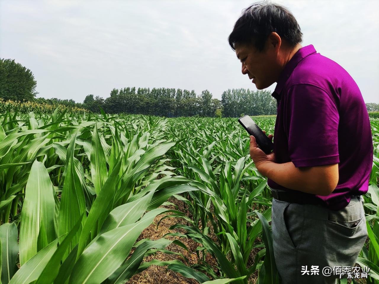 农作物遭到人为破坏,为啥不容易挽回损失,有好办法进行防范吗