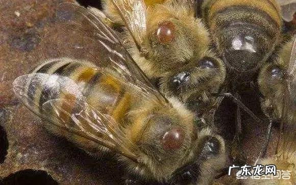 冬季养蜂,意蜂会长蜂螨吗,中蜂会长巢虫吗,该怎么解决