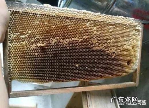 冬季养蜂,意蜂会长蜂螨吗,中蜂会长巢虫吗,该怎么解决