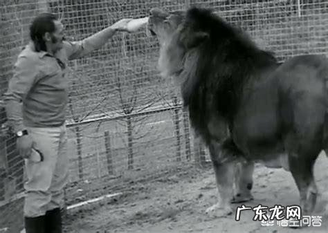 现存的老虎品种真的还对非洲雄狮存在明显的体重优势吗