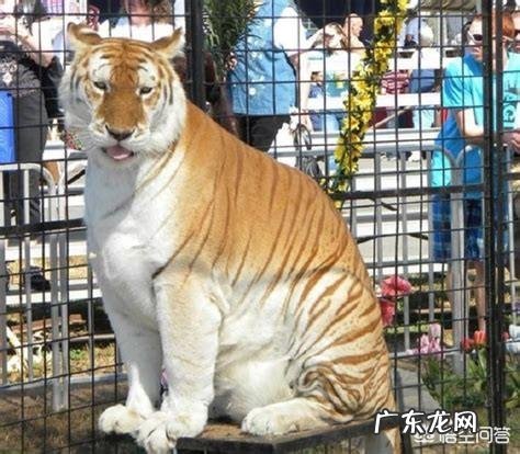 现存的老虎品种真的还对非洲雄狮存在明显的体重优势吗