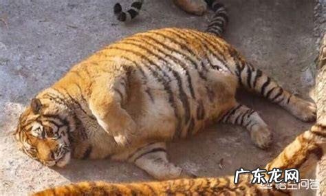 现存的老虎品种真的还对非洲雄狮存在明显的体重优势吗