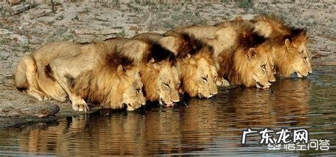 现存的老虎品种真的还对非洲雄狮存在明显的体重优势吗