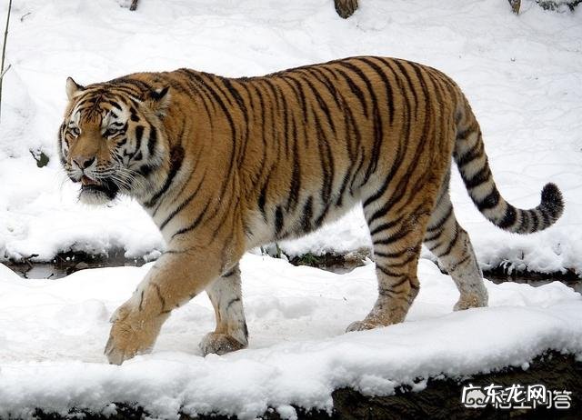 现存的老虎品种真的还对非洲雄狮存在明显的体重优势吗