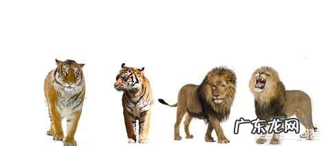 现存的老虎品种真的还对非洲雄狮存在明显的体重优势吗