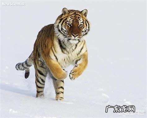 现存的老虎品种真的还对非洲雄狮存在明显的体重优势吗