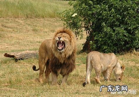 现存的老虎品种真的还对非洲雄狮存在明显的体重优势吗