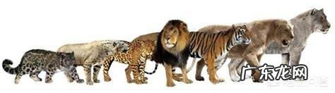 现存的老虎品种真的还对非洲雄狮存在明显的体重优势吗
