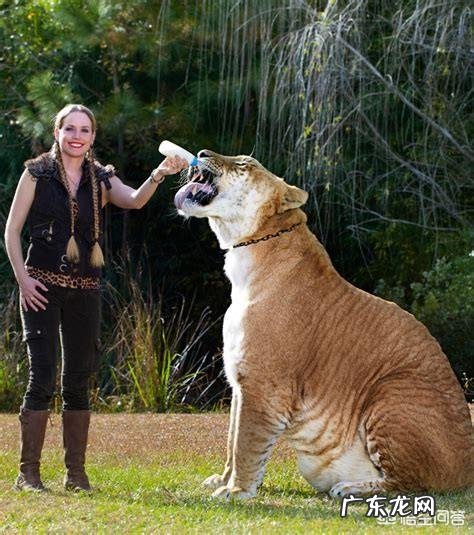 现存的老虎品种真的还对非洲雄狮存在明显的体重优势吗