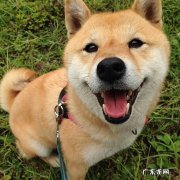 吃什么可以又美白又瘦的？