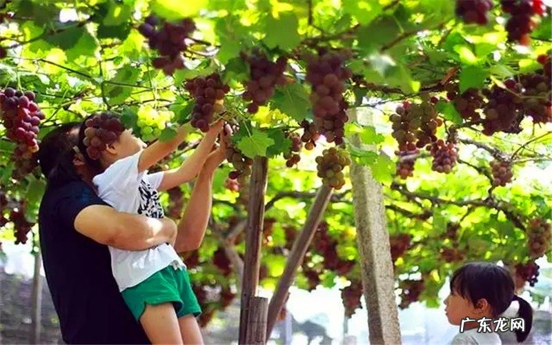 2022年的农村创业领域,会有哪些新机遇、新项目?