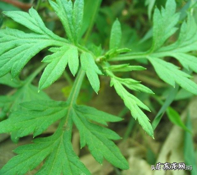 月子期间可以用艾草泡脚吗?产后多久可以进行跑步运动?