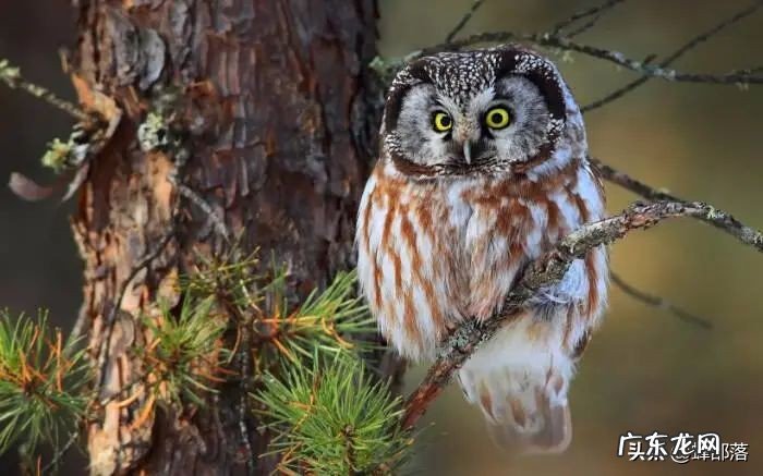 花野猫、老变婆、毛呼呼,曾经风靡农村的3大“神兽”,去哪了?