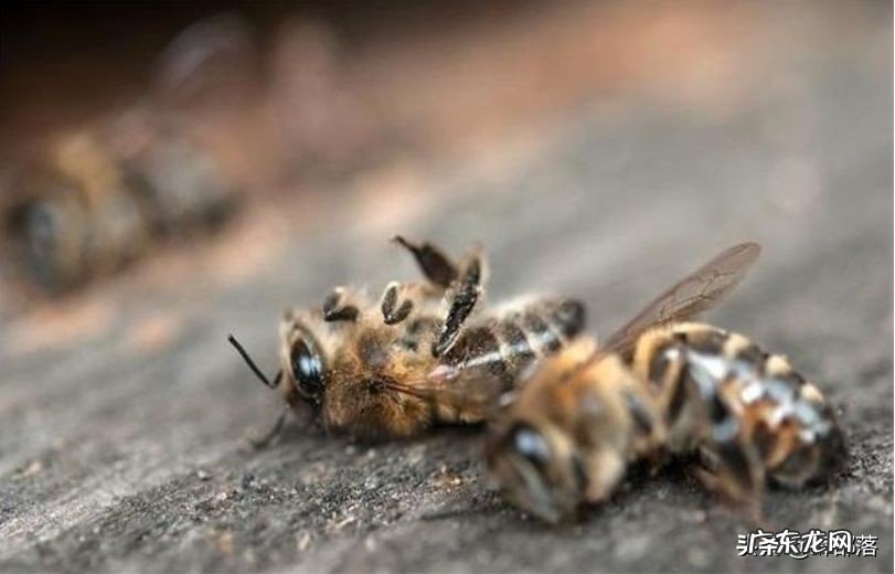 为何与蜂王交尾的雄蜂会很快死亡?只因蜂王用了一计,作用可不小