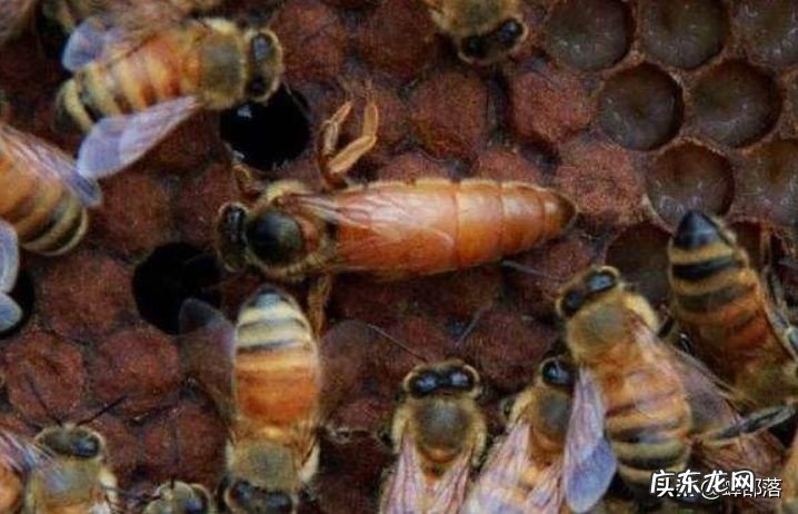 为何与蜂王交尾的雄蜂会很快死亡?只因蜂王用了一计,作用可不小