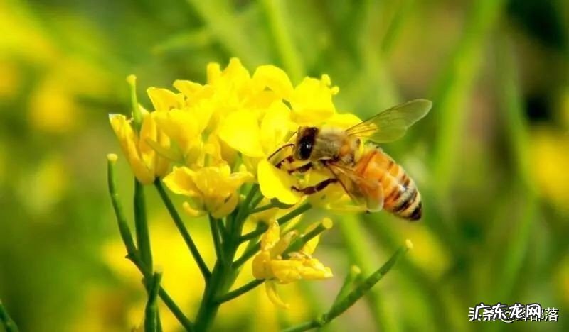 ?蜂蜜与蜂王浆,哪个更纯天然?不要只看味道,看产生的方式就知道
