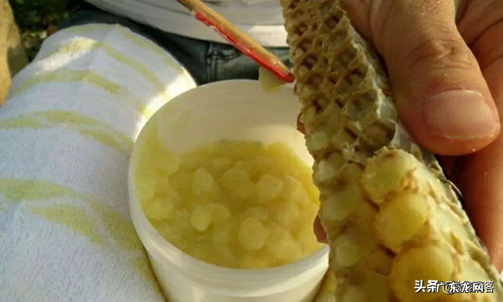 ?蜂蜜与蜂王浆,哪个更纯天然?不要只看味道,看产生的方式就知道