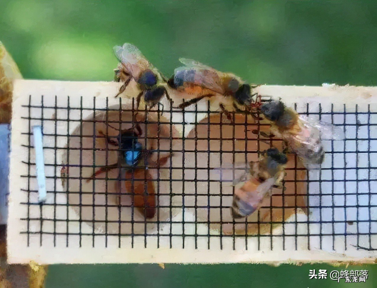 ?蜂蜜与蜂王浆,哪个更纯天然?不要只看味道,看产生的方式就知道