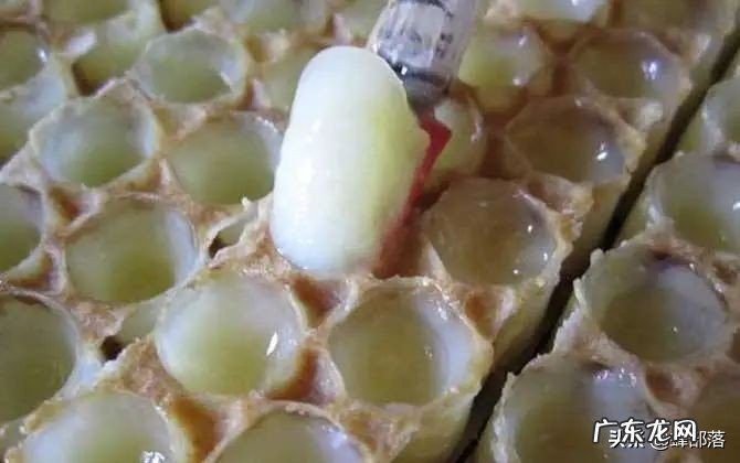 ?蜂蜜与蜂王浆,哪个更纯天然?不要只看味道,看产生的方式就知道