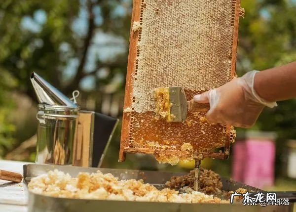 ?蜂蜜与蜂王浆,哪个更纯天然?不要只看味道,看产生的方式就知道