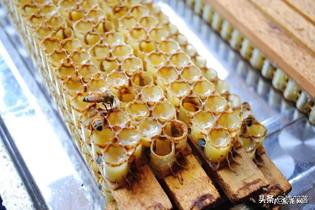 ?蜂蜜与蜂王浆,哪个更纯天然?不要只看味道,看产生的方式就知道