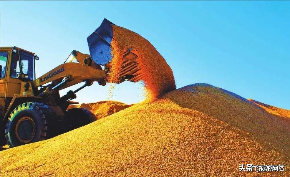 农民注意!福利又来了,涉及4大农作物,惠及种植补贴与收购价