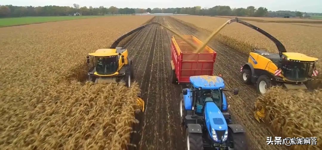 农民注意!福利又来了,涉及4大农作物,惠及种植补贴与收购价