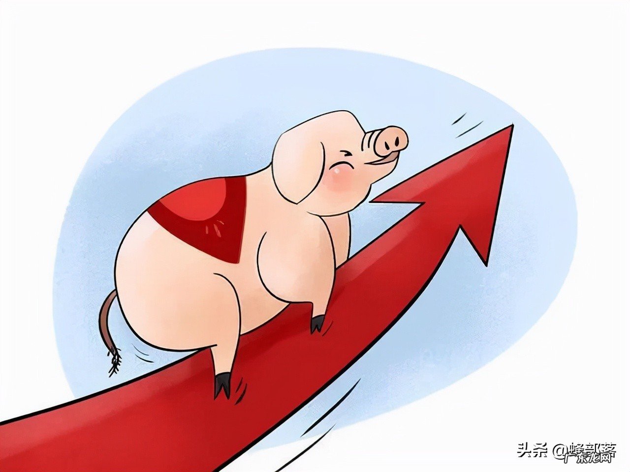 2021年企业出栏生猪均利润564元每头?没错!看官方详细解读