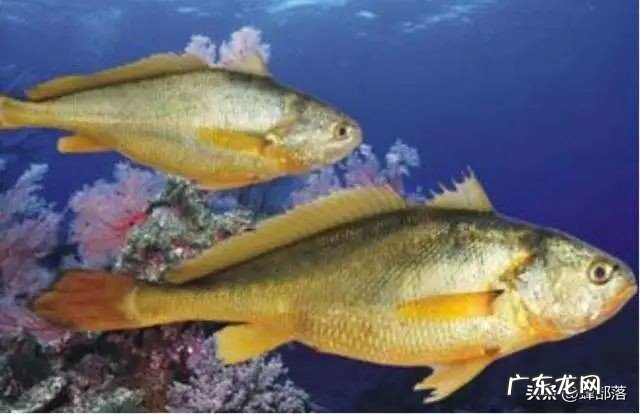 零售价高达4000元每斤的黄鱼,为啥不大量人工养殖?5个原因