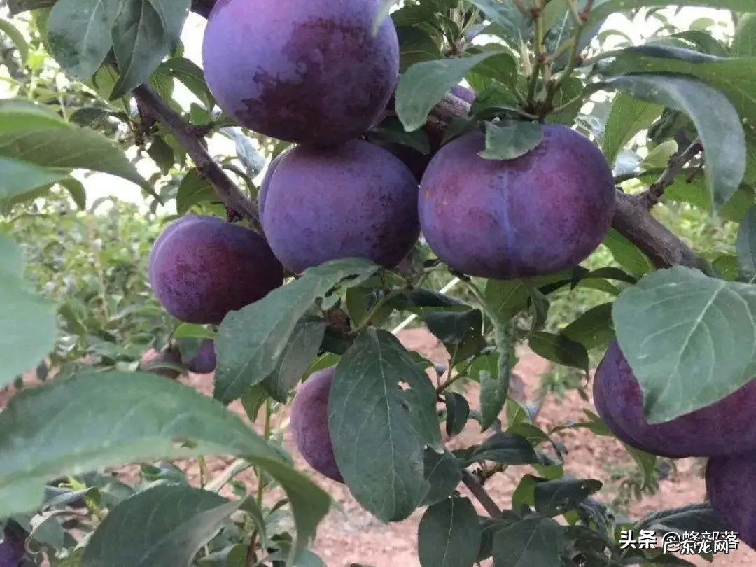 零售价高达4000元每斤的黄鱼,为啥不大量人工养殖?5个原因