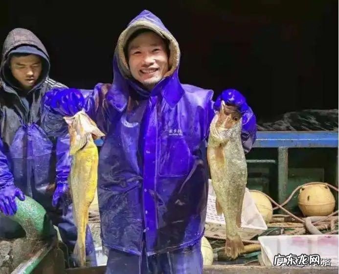 零售价高达4000元每斤的黄鱼,为啥不大量人工养殖?5个原因