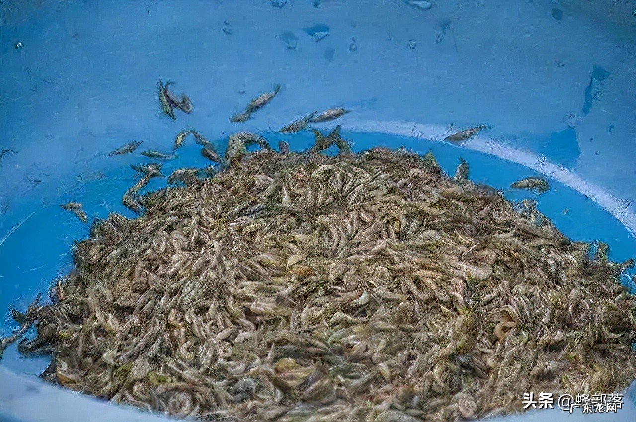 零售价高达4000元每斤的黄鱼,为啥不大量人工养殖?5个原因