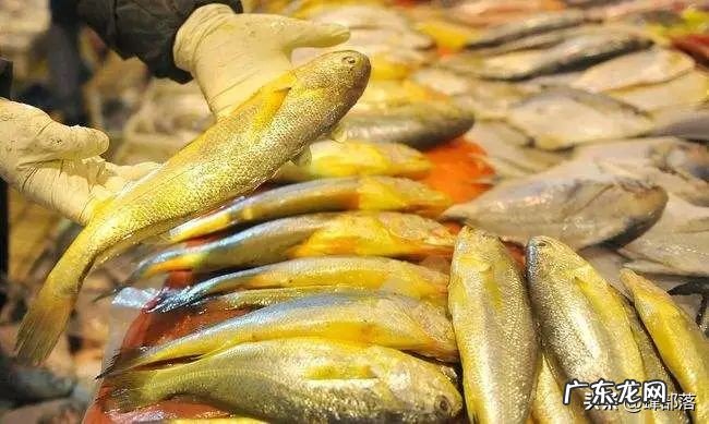 一网就捞957万元,做渔民很赚钱吗?4900斤野生黄鱼得主讲了实话