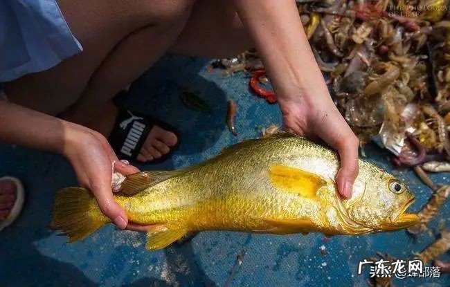 一网就捞957万元,做渔民很赚钱吗?4900斤野生黄鱼得主讲了实话