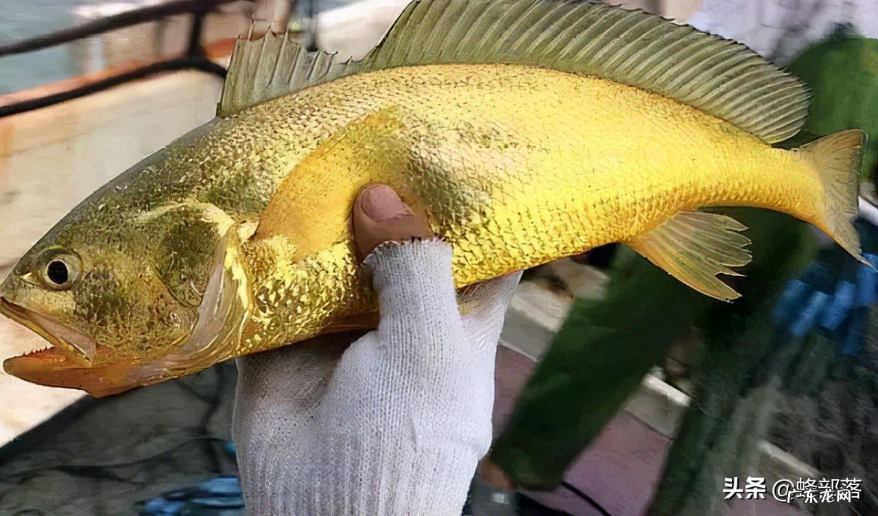 野生黄鱼价格被刷新,新鱼面世价格破9000元每斤,未来投资方向?