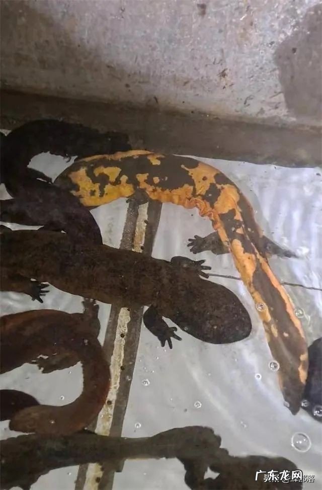 野生黄鱼价格被刷新，新鱼面世价格破9000元每斤，未来投资方向？