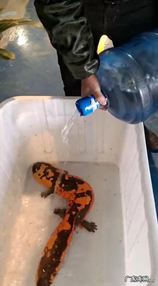 野生黄鱼价格被刷新,新鱼面世价格破9000元每斤,未来投资方向?