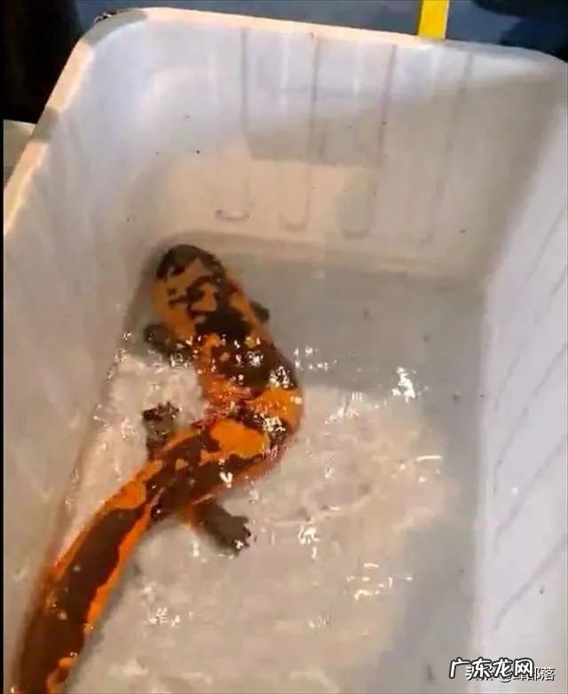 野生黄鱼价格被刷新,新鱼面世价格破9000元每斤,未来投资方向?