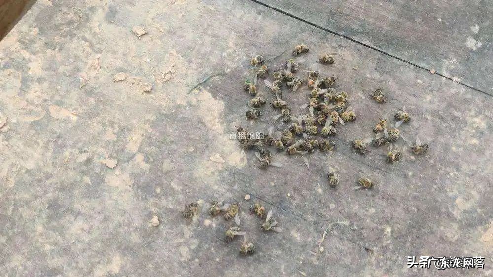 冬天饲喂蜜蜂,为啥容易把蜜蜂全部喂死?告诉你原因,附解决方法