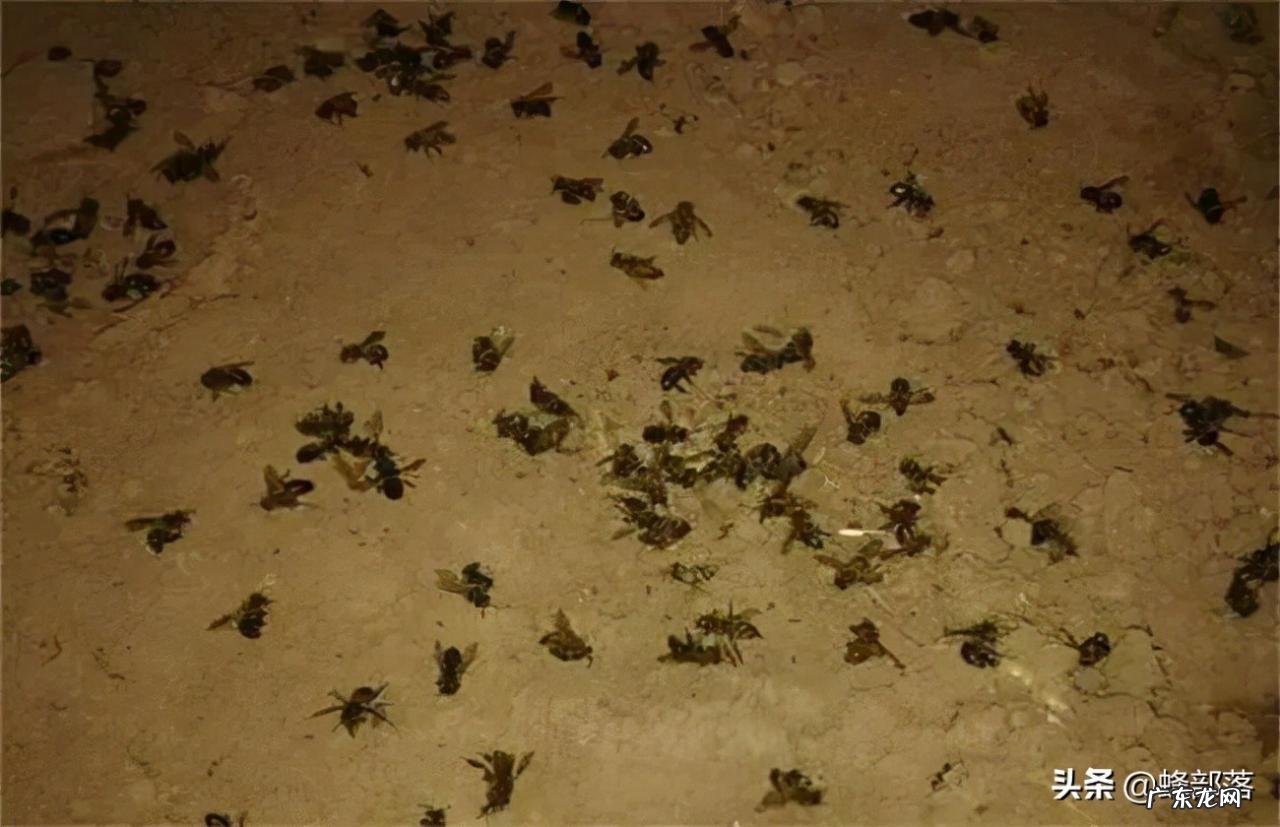 冬天饲喂蜜蜂,为啥容易把蜜蜂全部喂死?告诉你原因,附解决方法