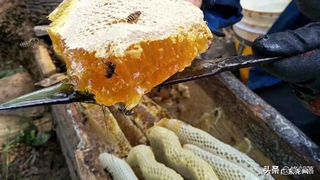 冬天饲喂蜜蜂,为啥容易把蜜蜂全部喂死?告诉你原因,附解决方法